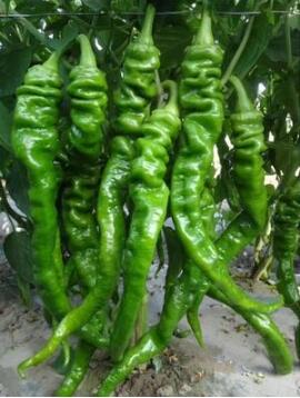 扶沟哪有育螺丝椒苗厂家,项城线椒苗批发价格2026