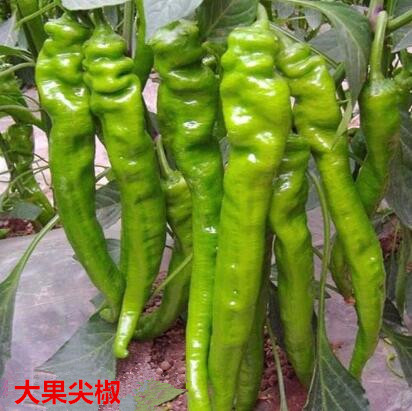 商水哪里批发辣椒苗,西华螺丝椒苗大果\薄皮2026