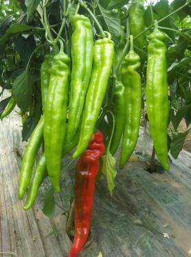 南召哪里批发辣椒苗,宛城螺丝椒苗大果\薄皮2026