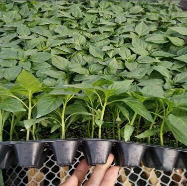 镇平卖薄皮辣椒苗,邓州大果牛角椒苗育苗厂2026