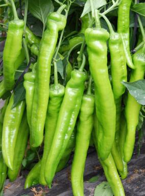 兴隆哪里卖螺丝椒苗子,滦平大果尖椒苗育苗厂2026